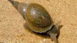 Всичко и малко повече за охлюв прудики